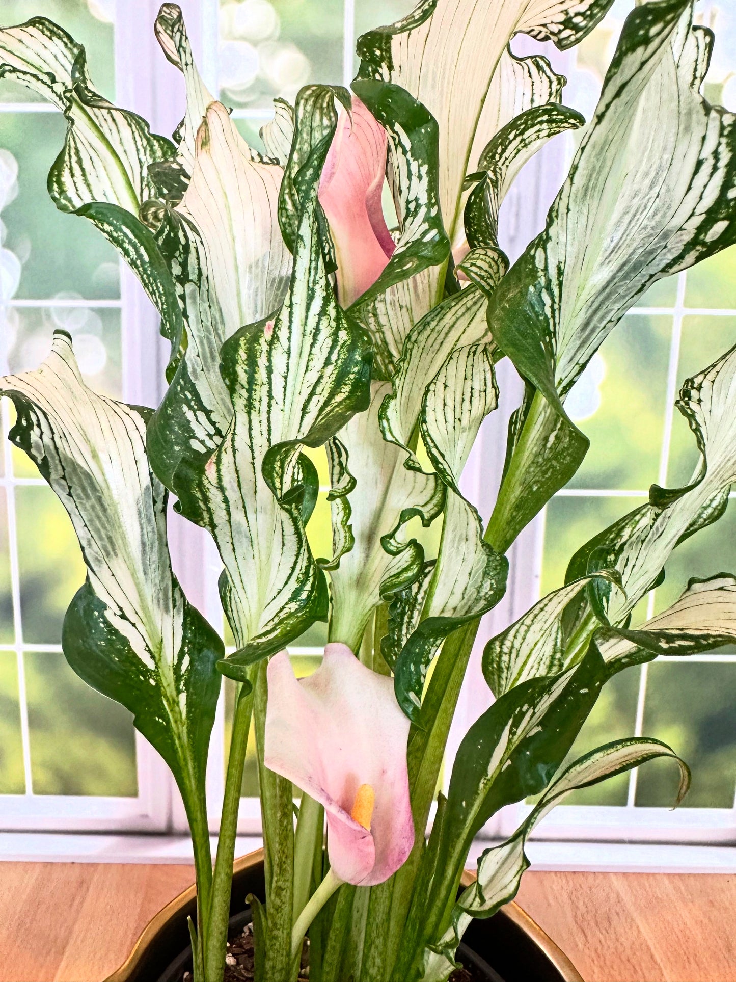 Calla Lily 'Frozen Queen' *Rare