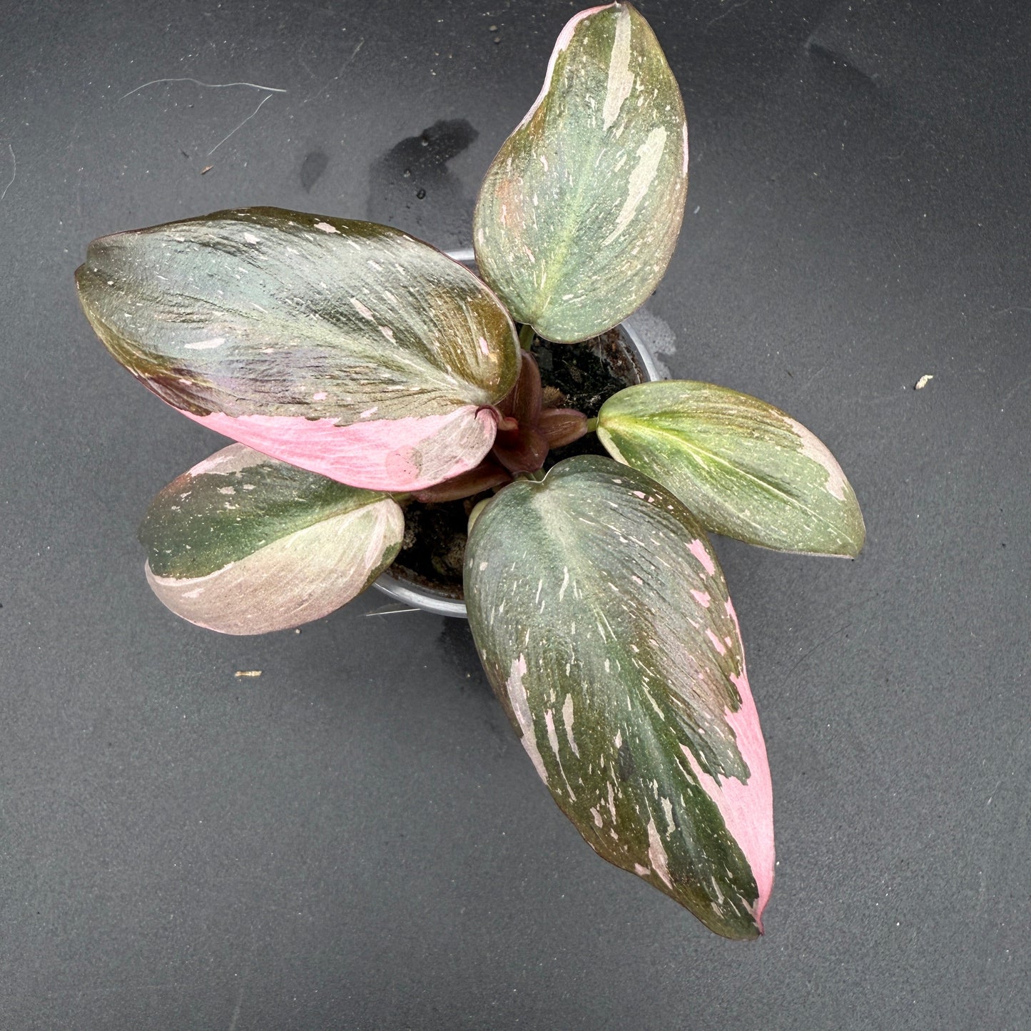 Philodendron Pink Princess (33)
