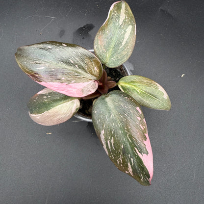 Philodendron Pink Princess (33)