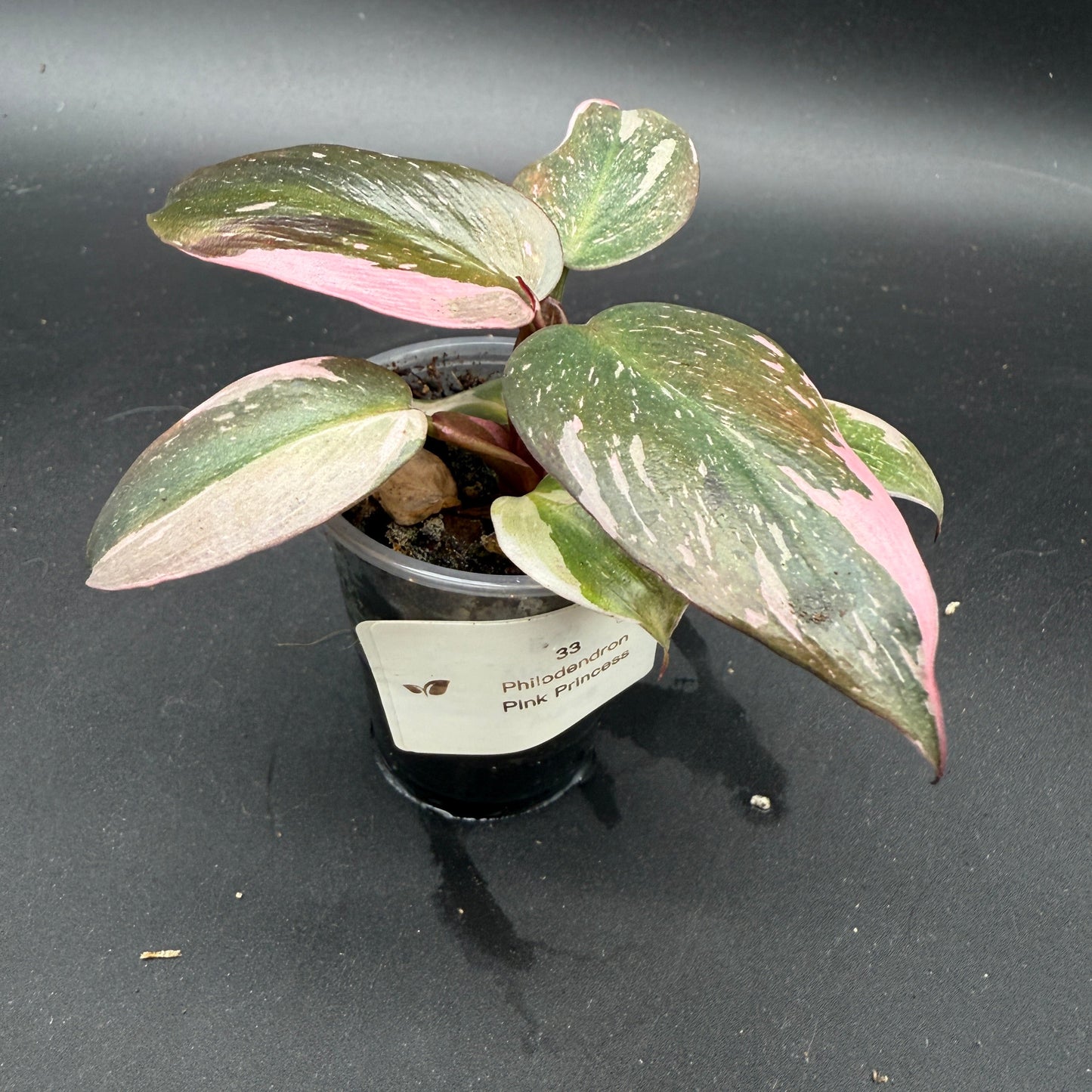 Philodendron Pink Princess (33)