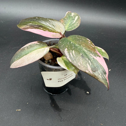 Philodendron Pink Princess (33)