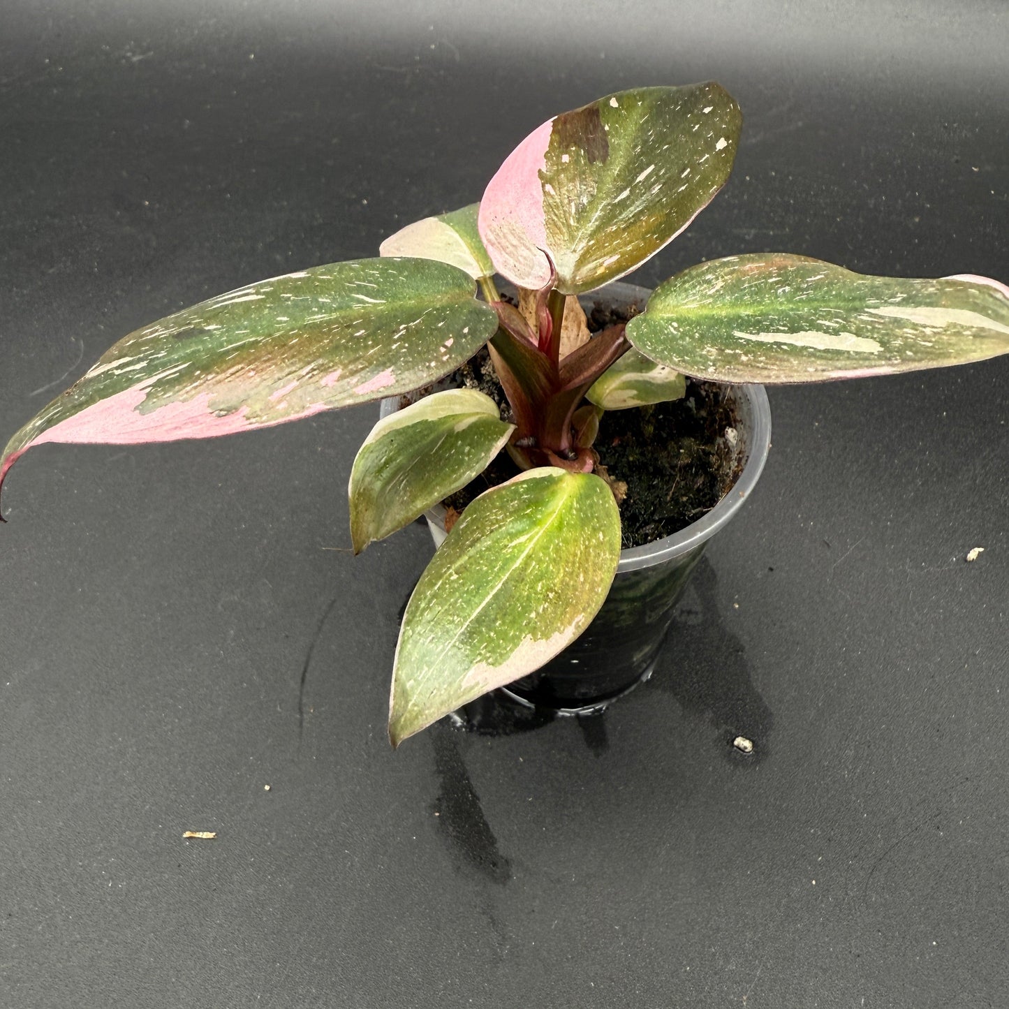 Philodendron Pink Princess (33)