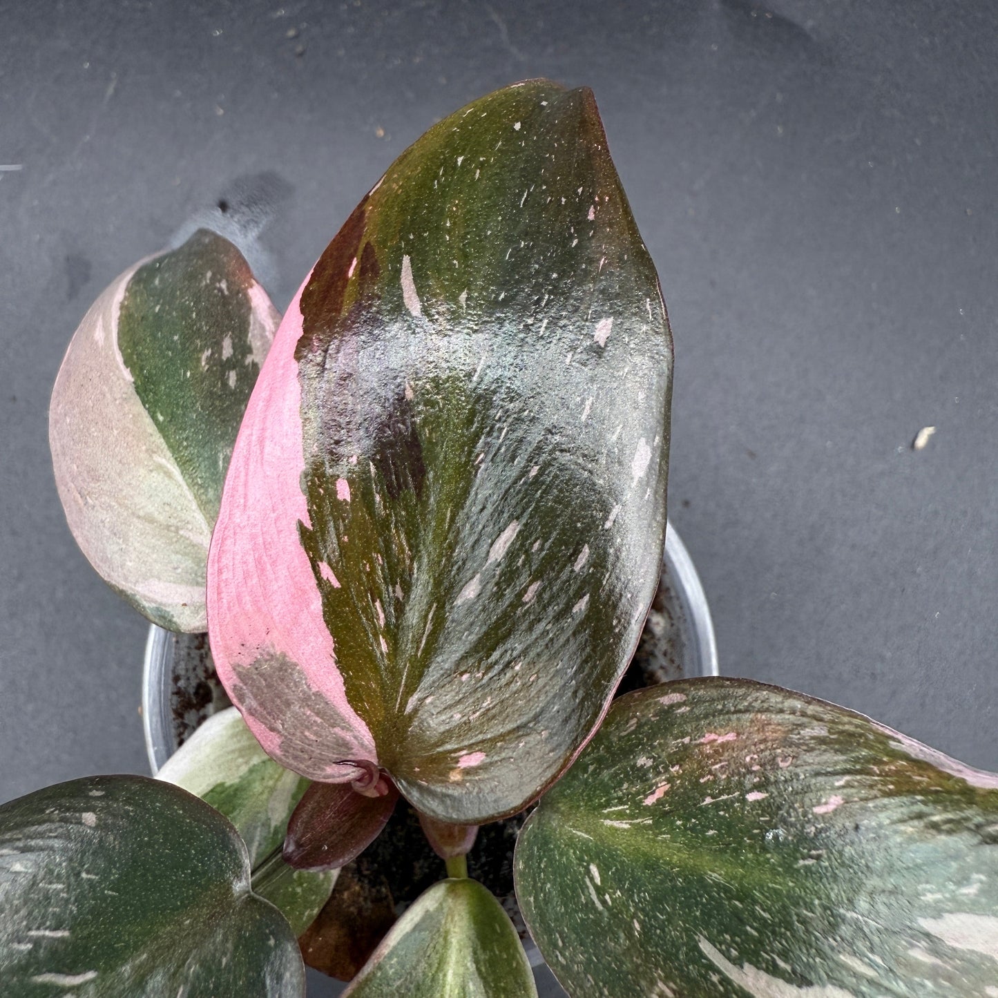 Philodendron Pink Princess (33)