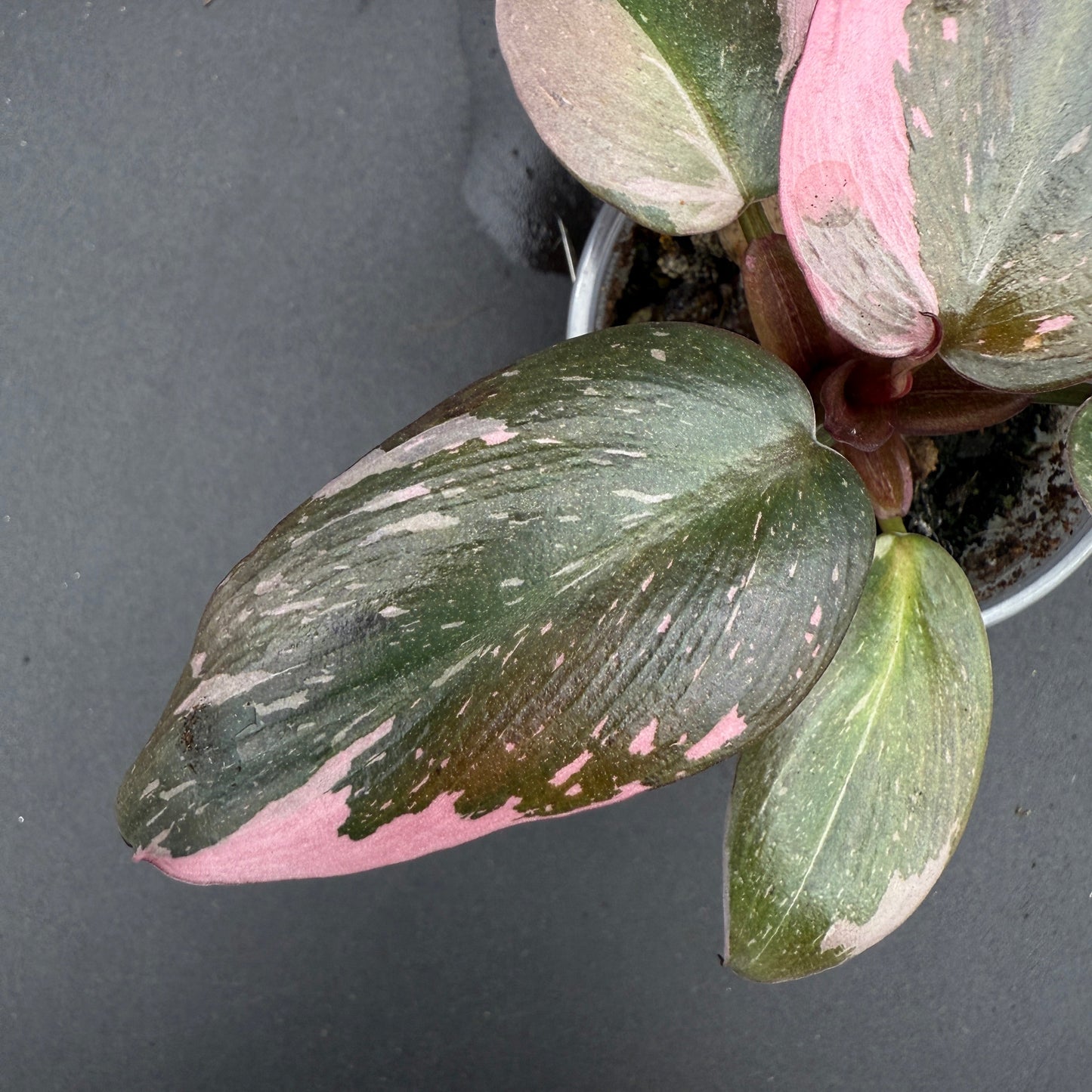 Philodendron Pink Princess (33)
