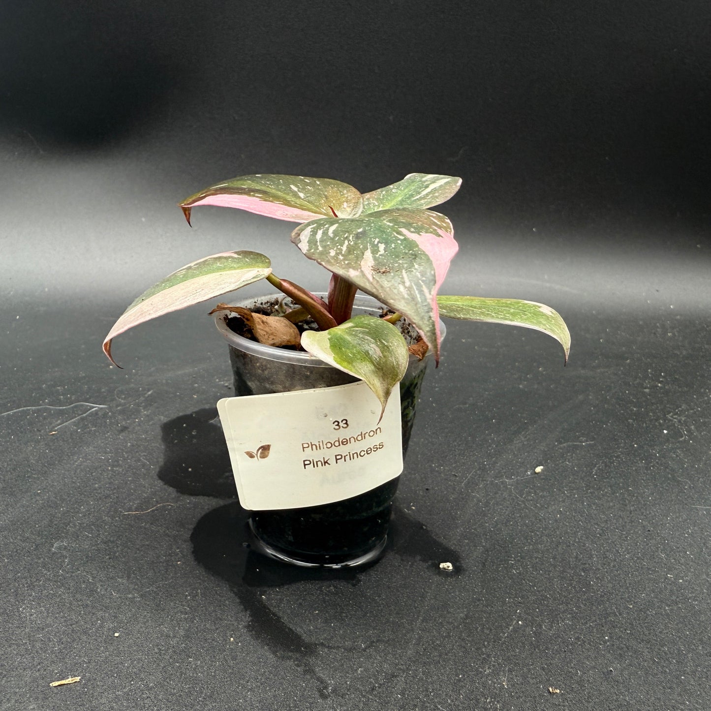 Philodendron Pink Princess (33)
