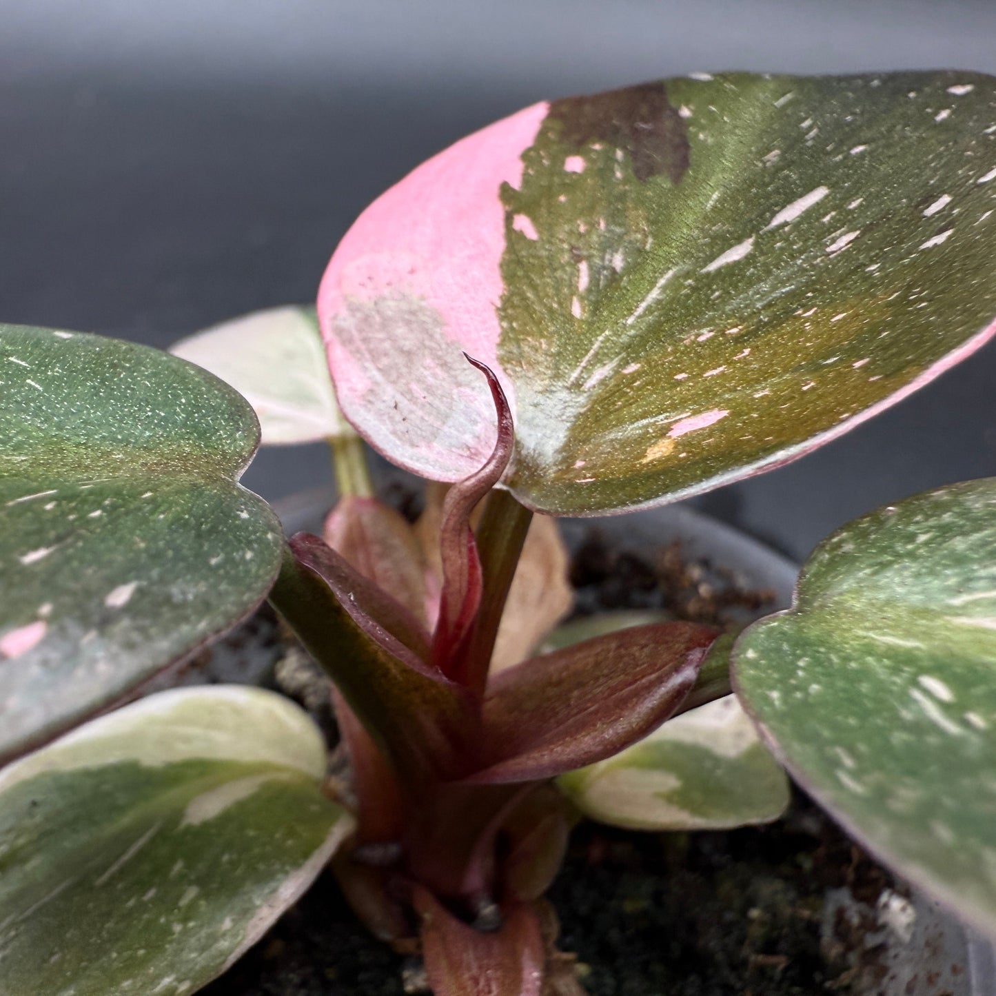 Philodendron Pink Princess (33)