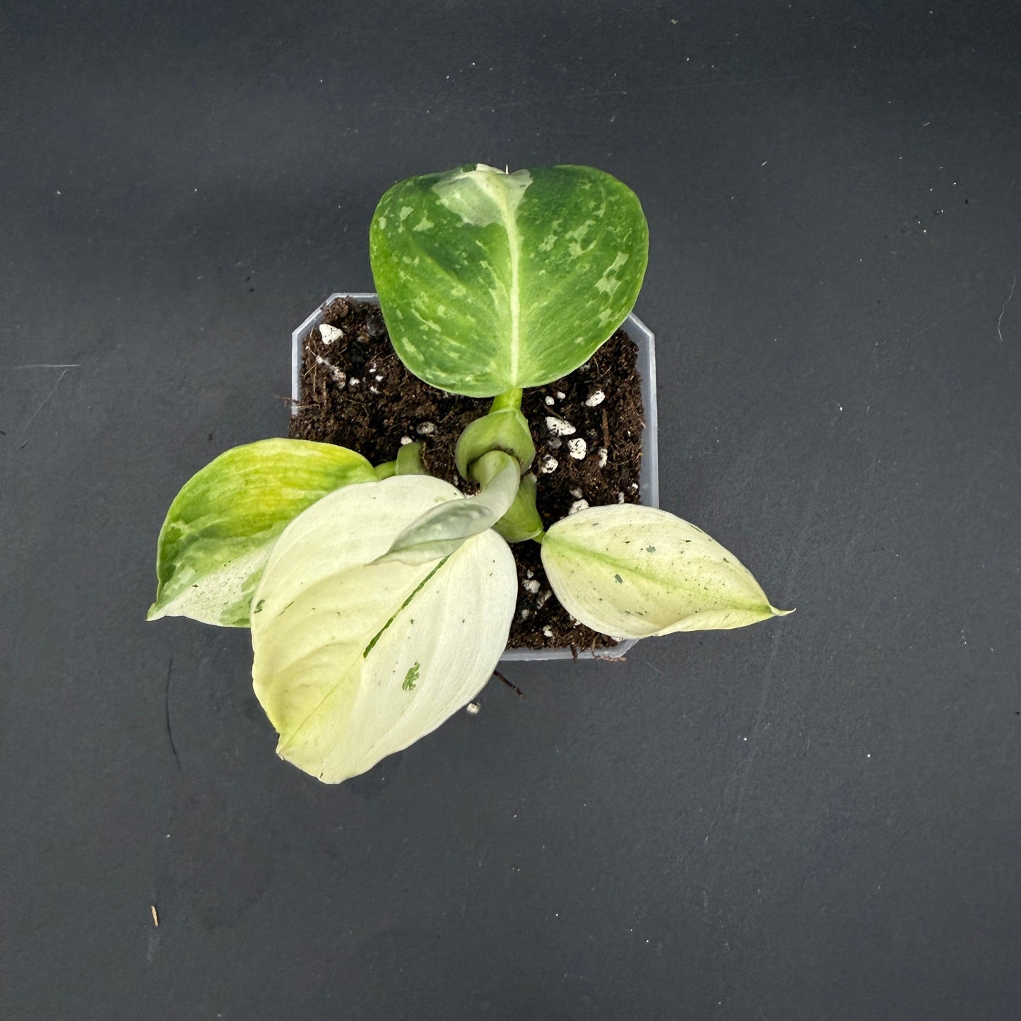 Philodendron Jose Buono (745)