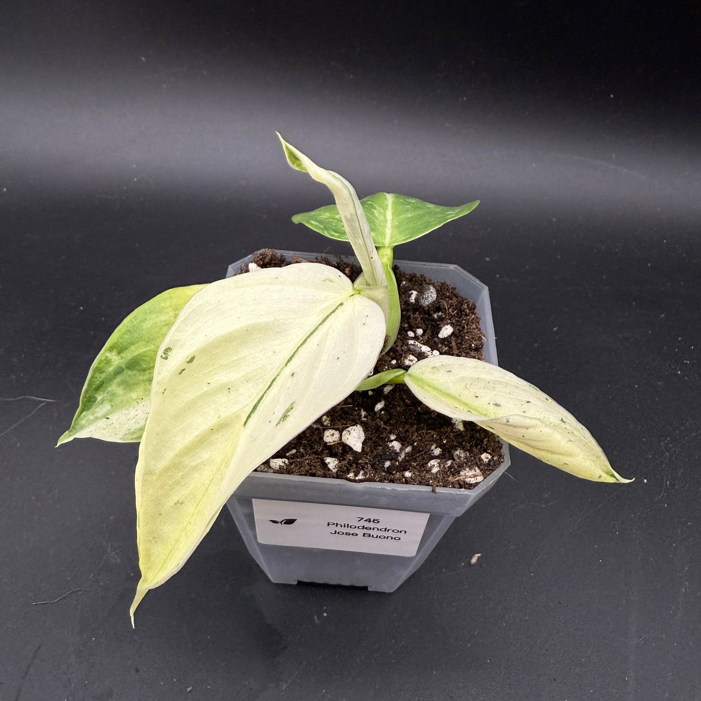 Philodendron Jose Buono (745)