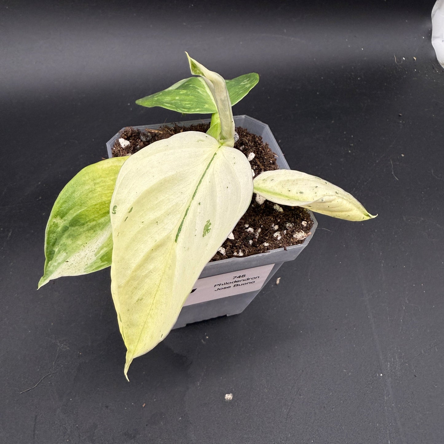 Philodendron Jose Buono (745)