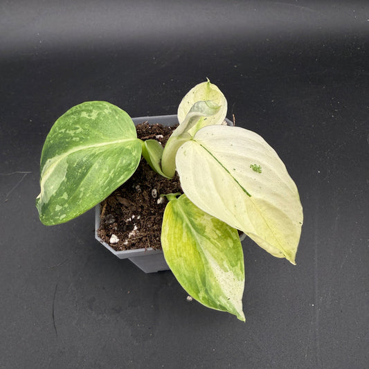 Philodendron Jose Buono (745)