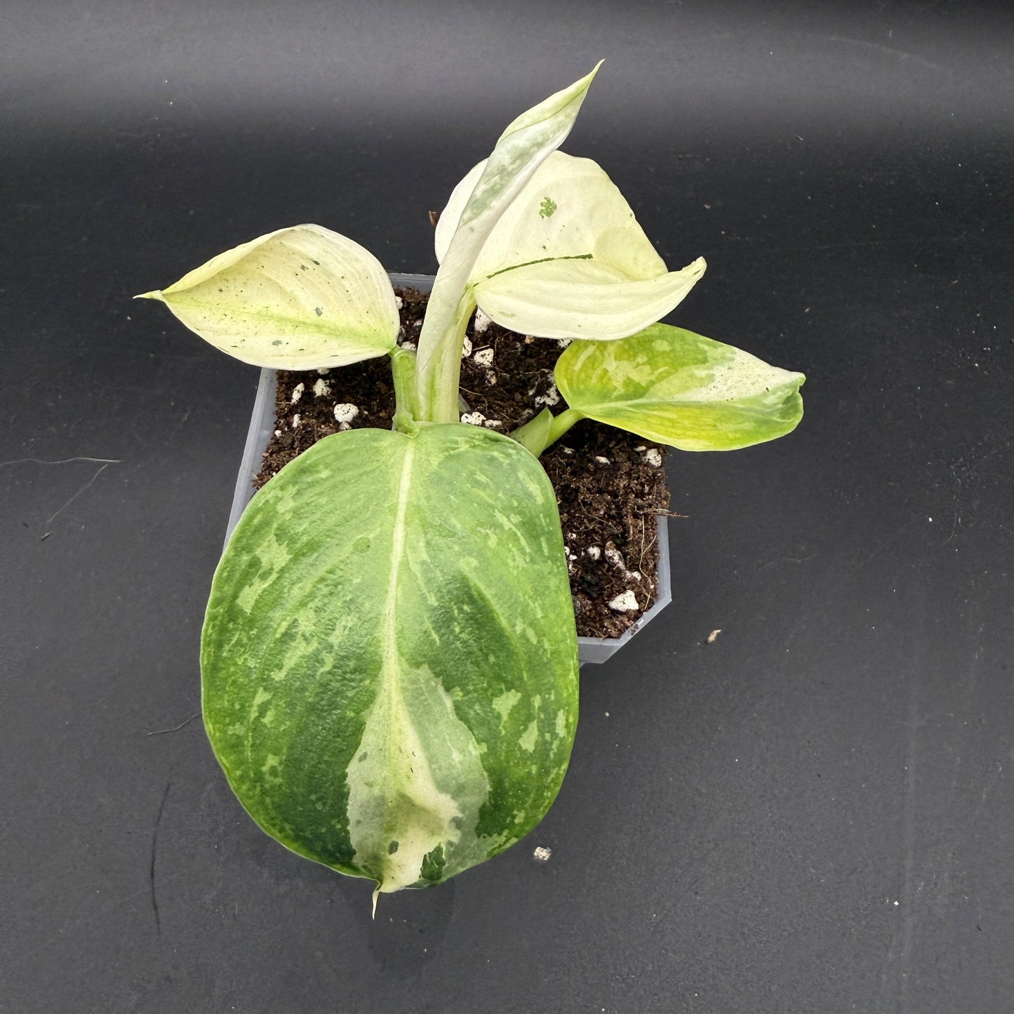 Philodendron Jose Buono (745)