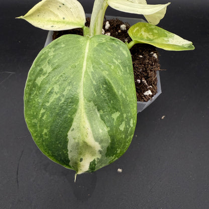 Philodendron Jose Buono (745)
