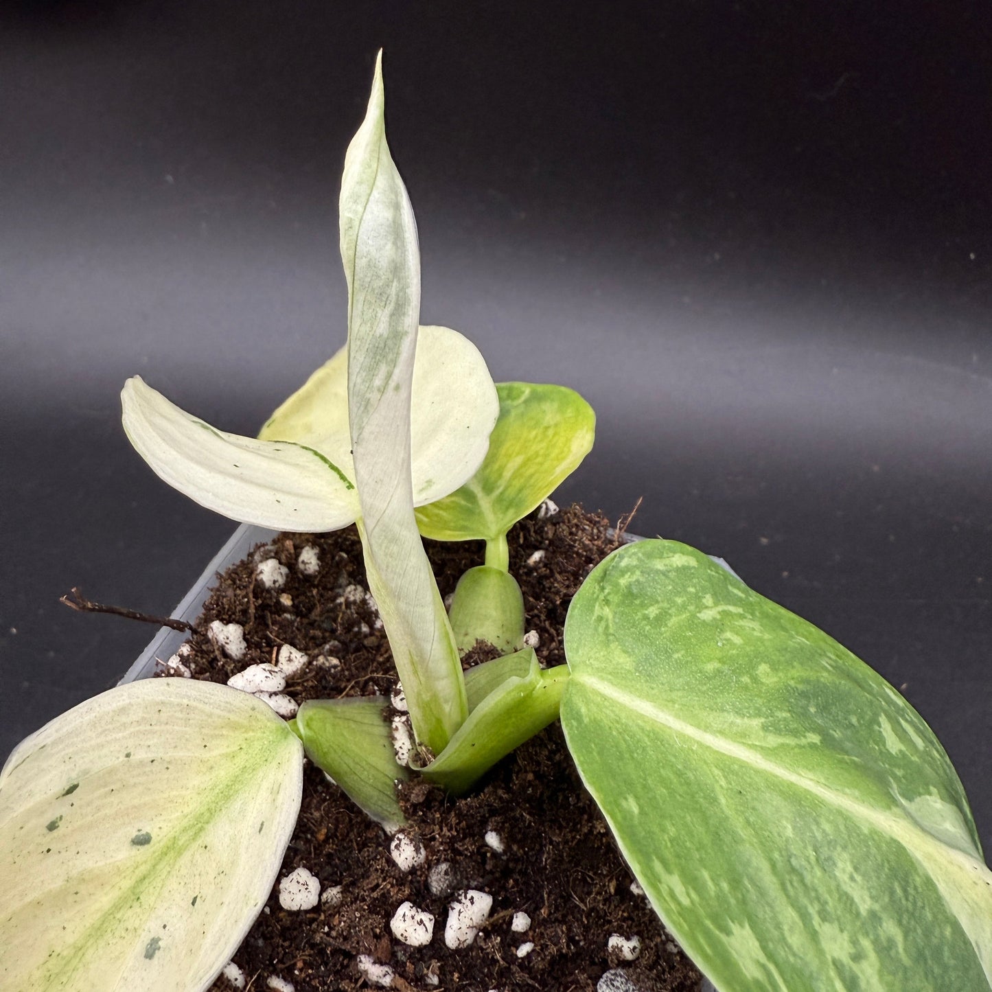 Philodendron Jose Buono (745)