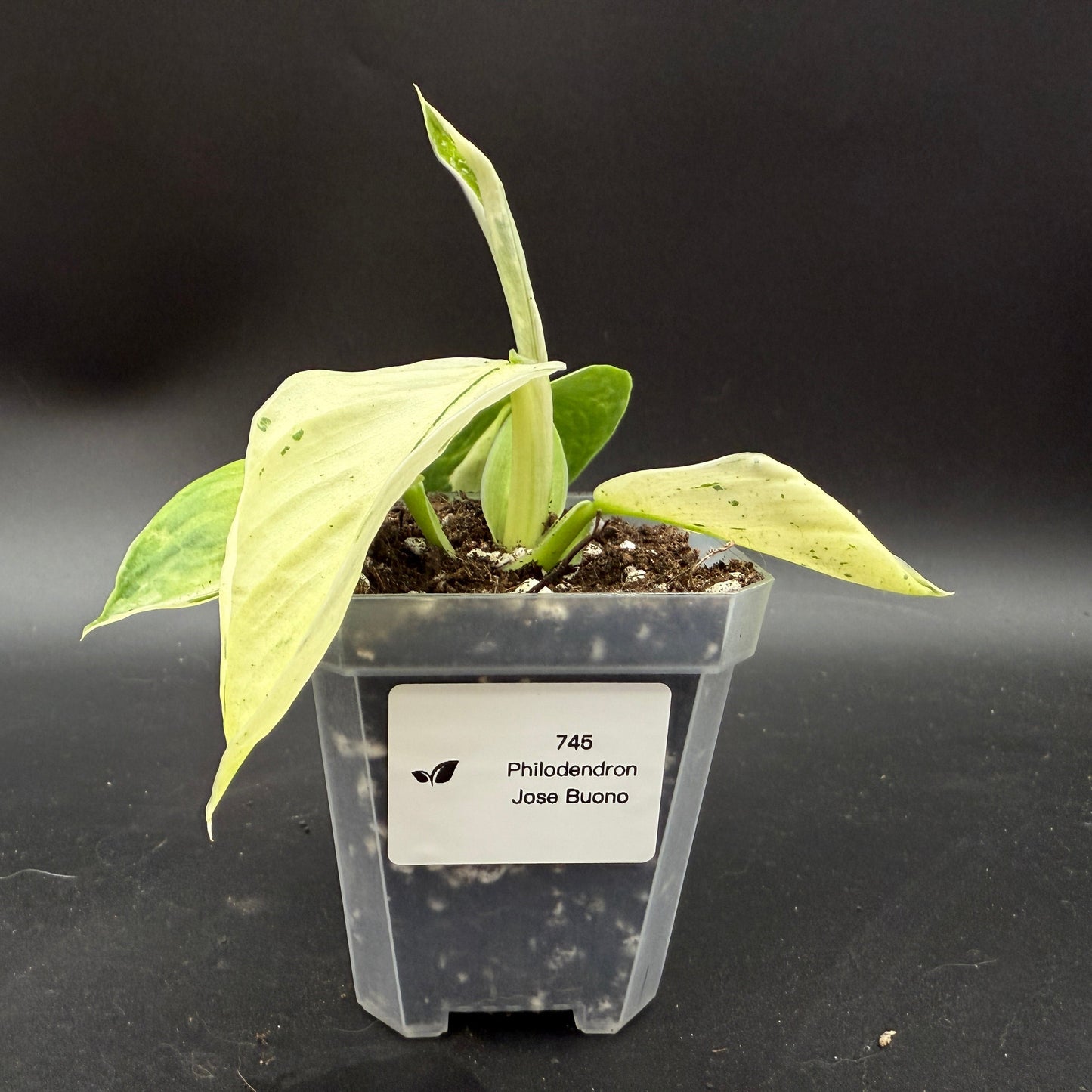 Philodendron Jose Buono (745)