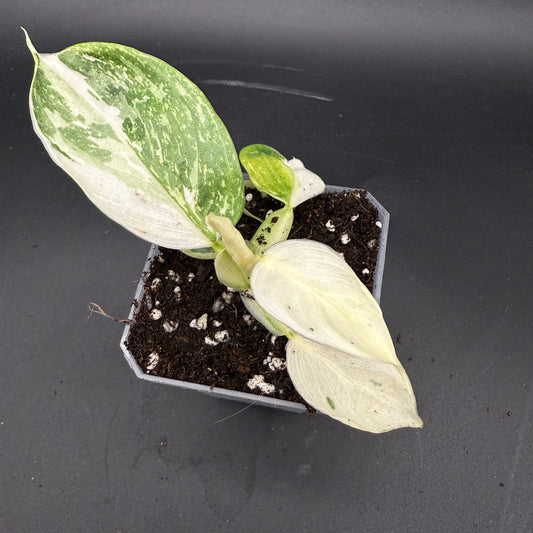 Philodendron Jose Buono (735)