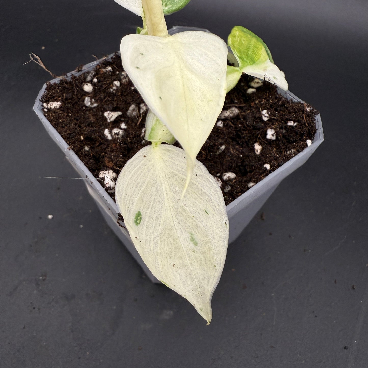 Philodendron Jose Buono (735)