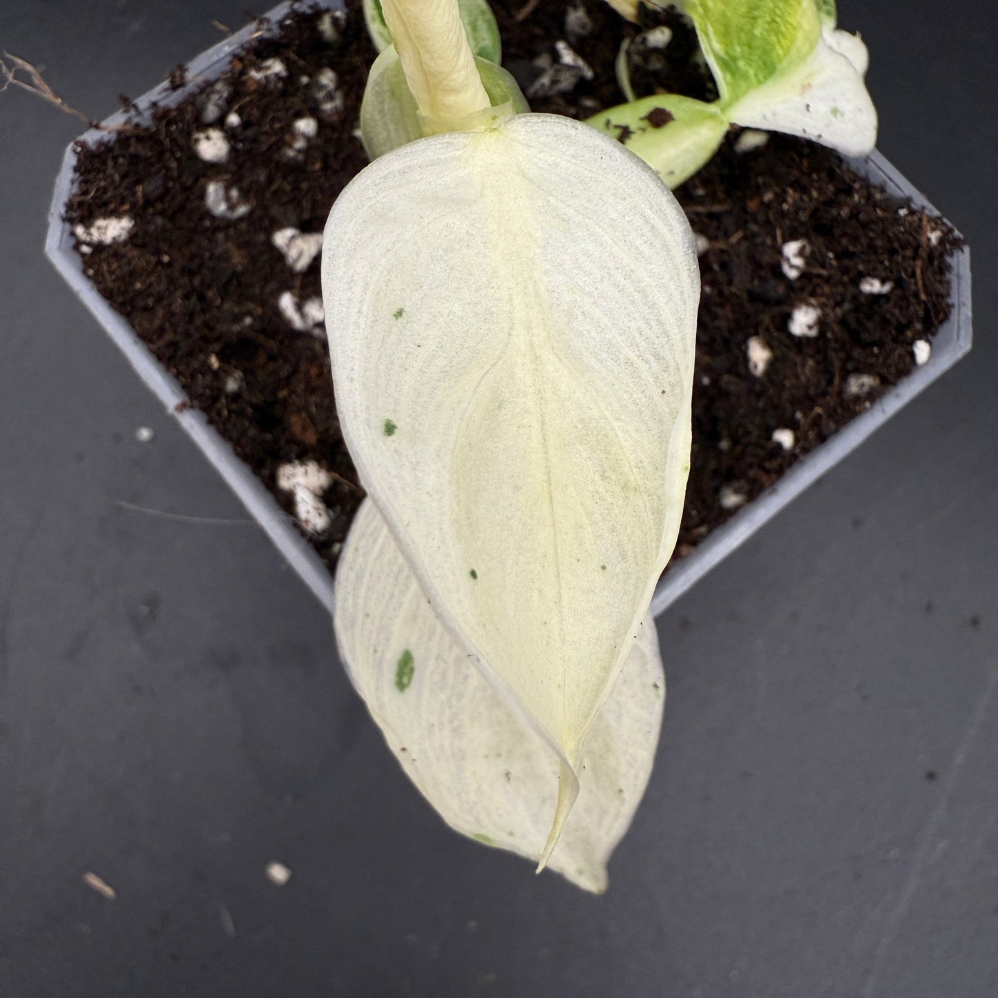 Philodendron Jose Buono (735)