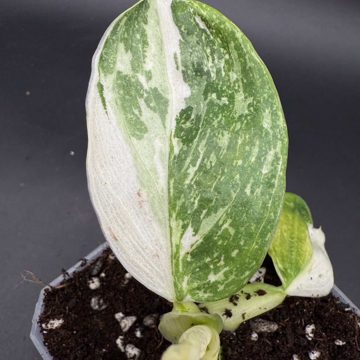 Philodendron Jose Buono (735)