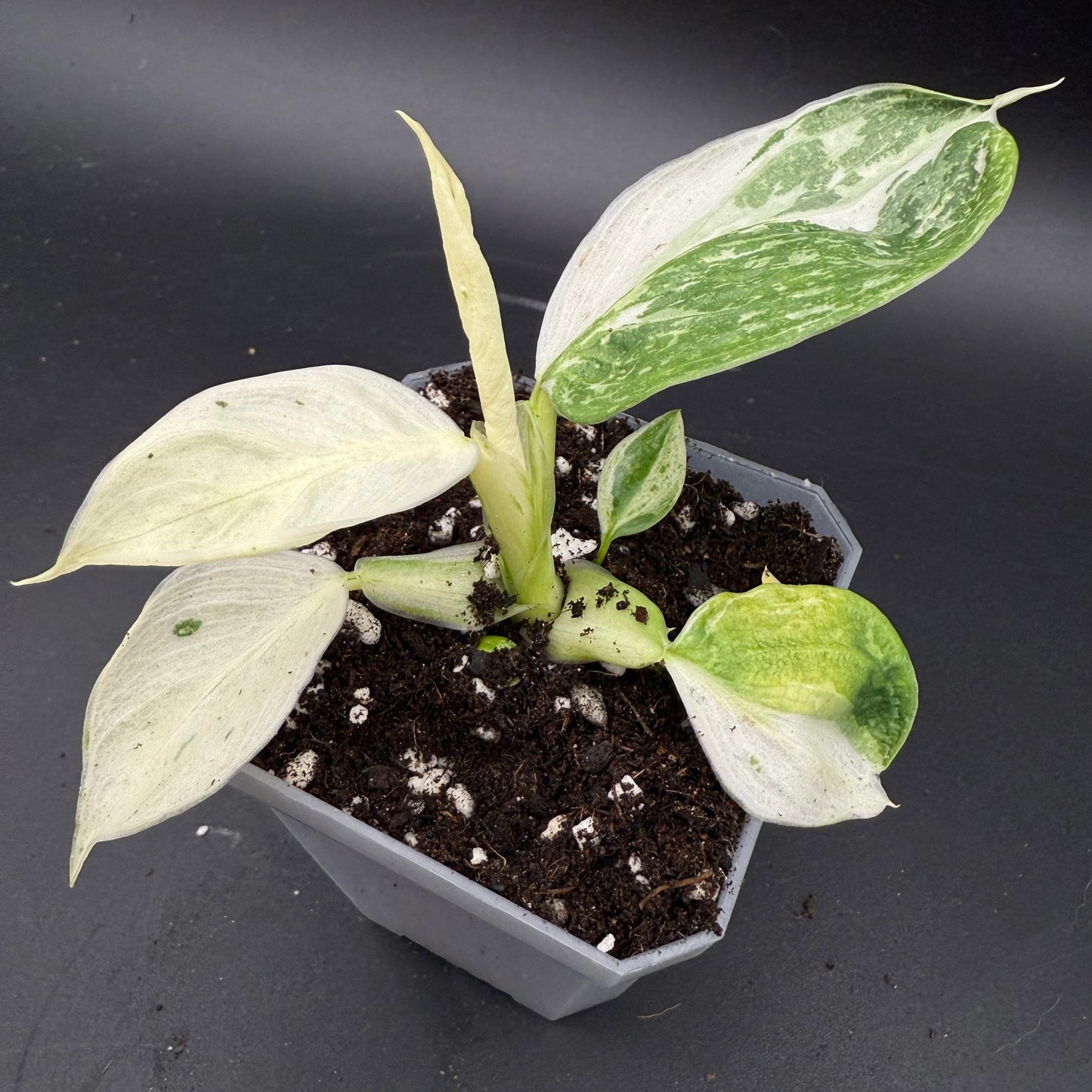 Philodendron Jose Buono (735)