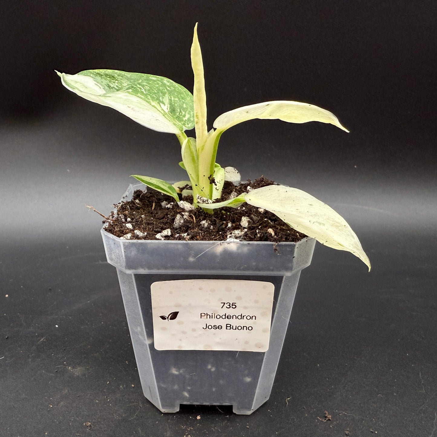 Philodendron Jose Buono (735)