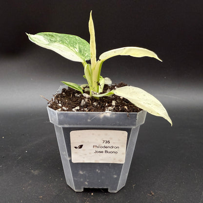 Philodendron Jose Buono (735)