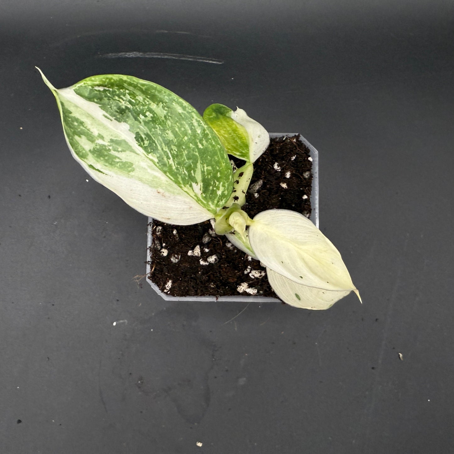 Philodendron Jose Buono (735)