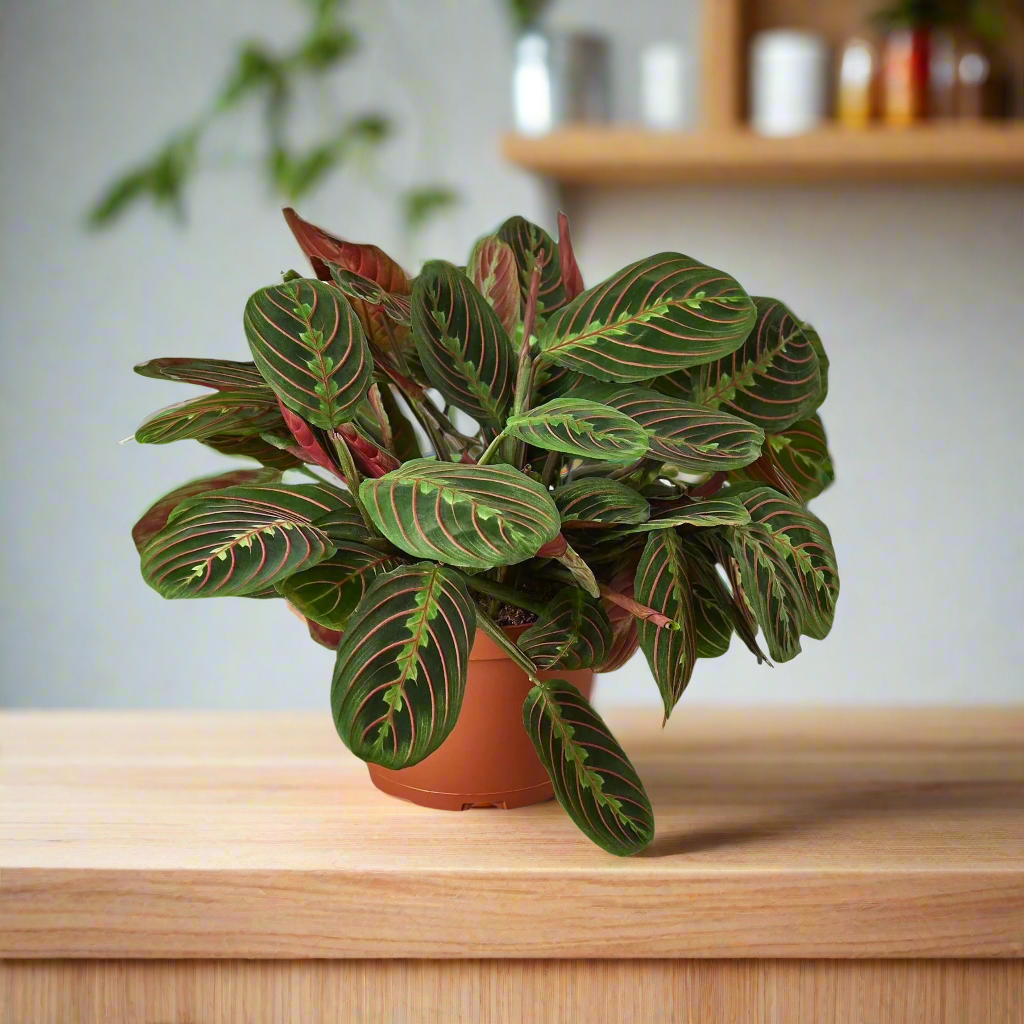maranta red prayer plant