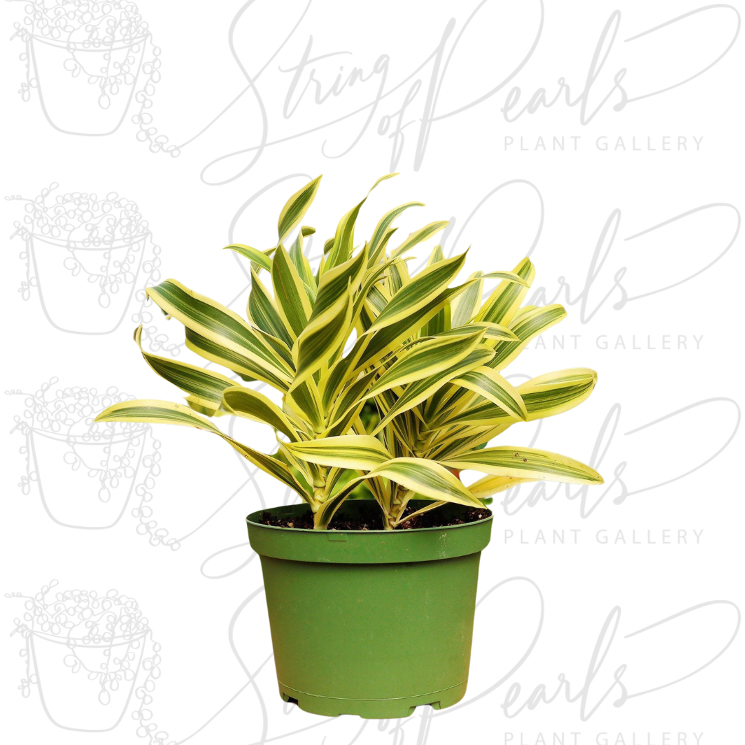 4 inch dracaena song of india indoor houseplant