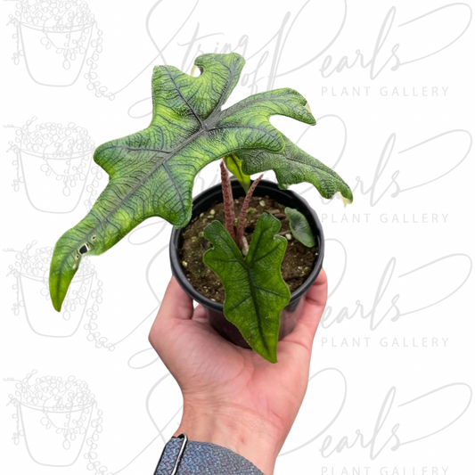 A hand holding an Alocasia Jacklyn plant in a small black pot. The plant features vibrant green, deeply lobed leaves with pronounced dark green veins.