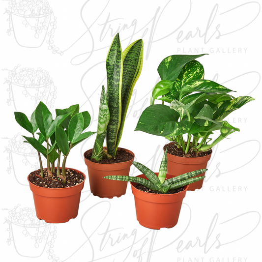 A group of four potted houseplants, including a ZZ Plant (Zamioculcas zamiifolia) with glossy, dark green leaves, a Snake Plant (Sansevieria trifasciata) with tall, upright leaves edged in yellow, a Golden Pothos (Epipremnum aureum) with heart-shaped green leaves variegated with yellow, and a Bird's Nest Sansevieria (Sansevieria trifasciata 'Hahnii') with short, rosette-forming, green, and gray-green leaves. These plants are popular for their resilience and low maintenance, making them ideal for indoor envi