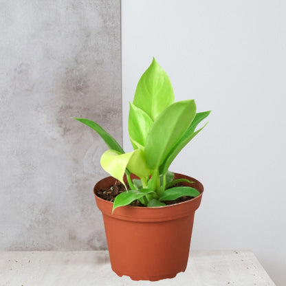 Philodendron 'Moonlight'