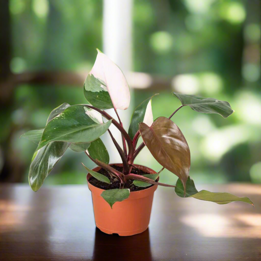 Philodendron 'Pink Princess'