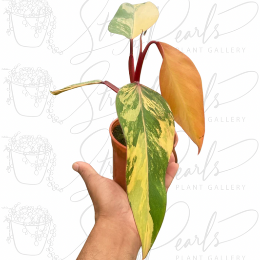 Philodendron 'Strawberry Shake' - 4" Nursery Pot