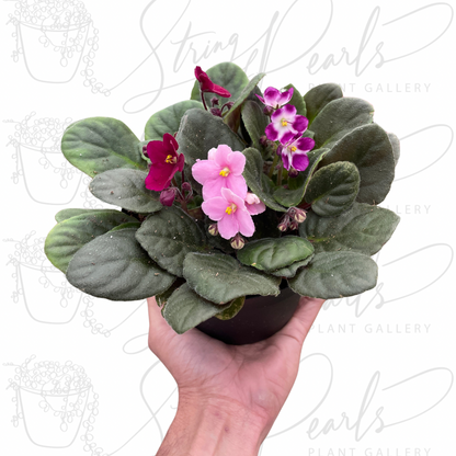 African Violet