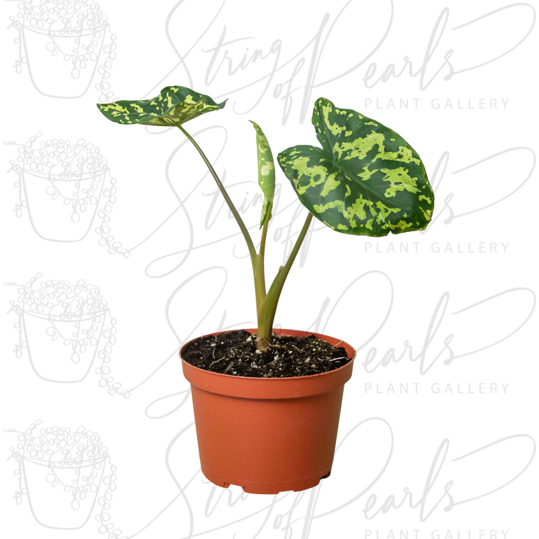 A potted Alocasia Hilo Beauty plant displayed in a terracotta pot, with long stems and large, variegated leaves featuring green and yellow patterns. The plant stands tall, showing its full, elegant form.