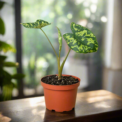 A potted Alocasia Hilo Beauty plant displayed in a terracotta pot, with long stems and large, variegated leaves featuring green and yellow patterns. The plant stands tall, showing its full, elegant form.