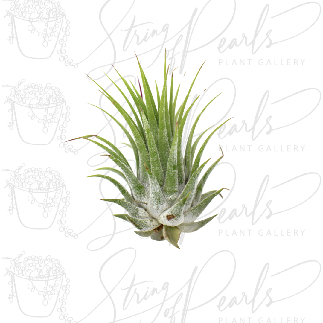 Tillandsia Air Plant Ionantha - 25 Pack