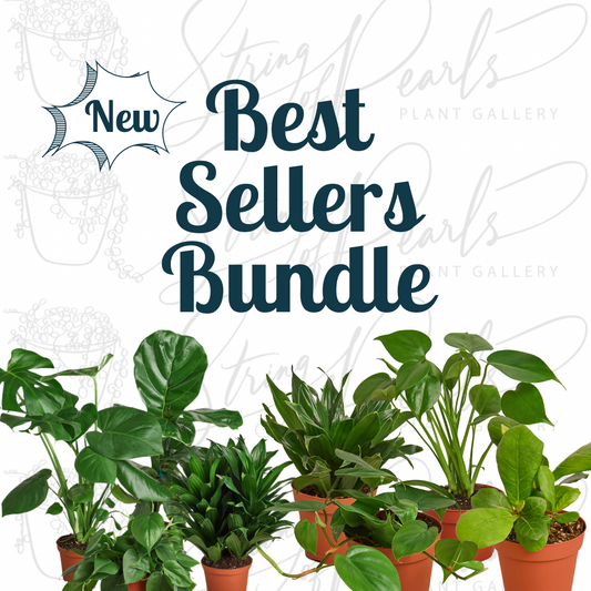 Best Selling Bundle