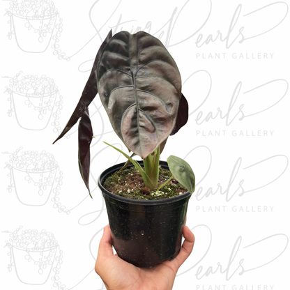 A potted Alocasia 'Red Secret' plant with dark, metallic red-burgundy leaves, held in one hand.