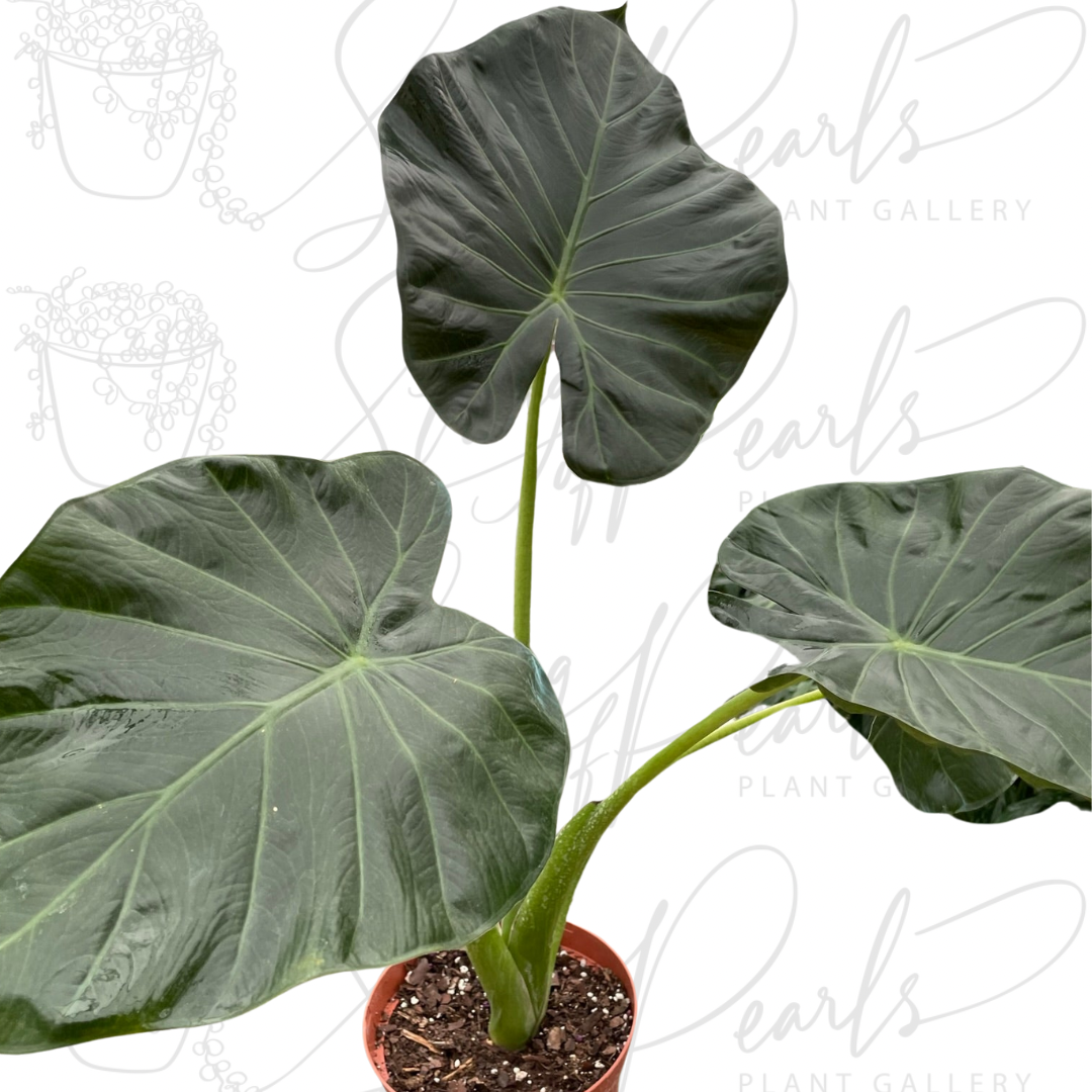 Top view photo of an Alocasia Regal Shields showing its its dark green, deeply veined, and textured leaves.