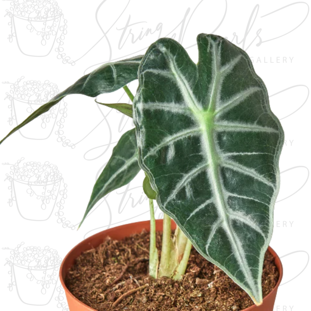 A close up photo of Alocasia Amazonica Bambino showing of its arrowhead-shaped leaves that feature prominent white veins against a deep green backdrop