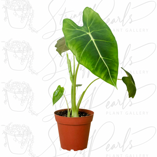 A photo of an Alocasia Micholitziana 'Frydek' in a pot.