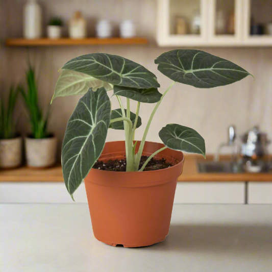 Alocasia Reginula 'Black Velvet'