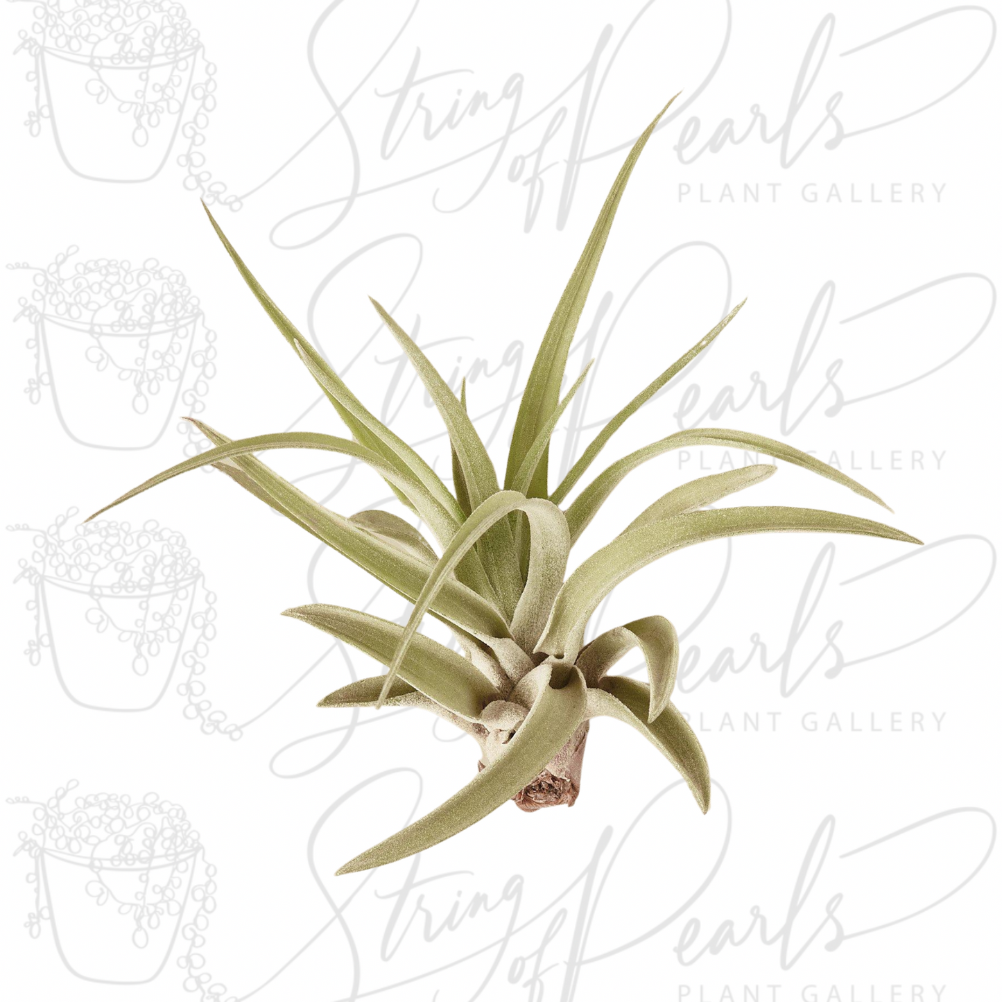 Tillandsia Air Plant Veluntina