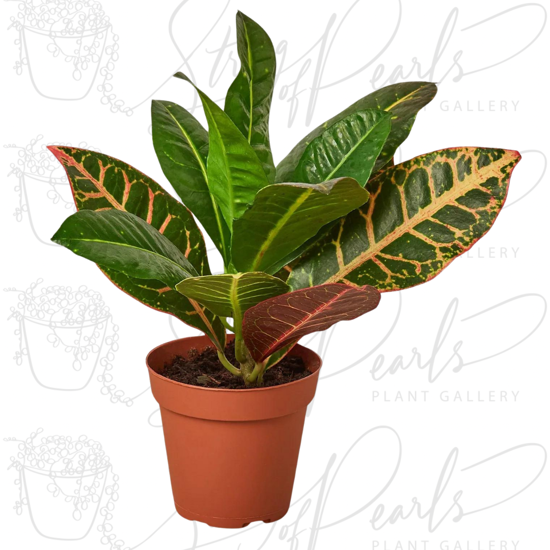 Croton Petra 'Joseph's Coat'