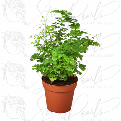 Maidenhair Fern