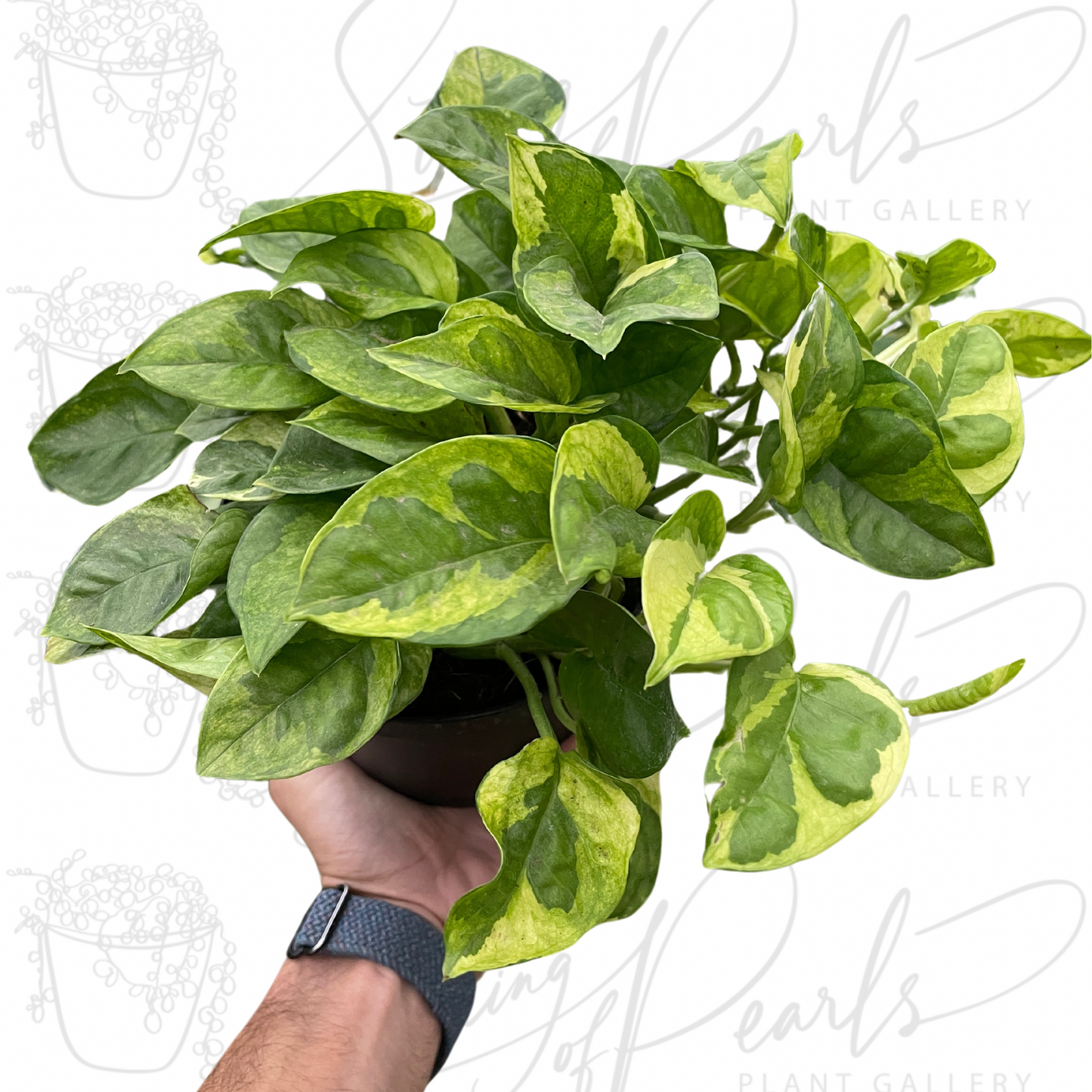 Pothos 'Lemon Meringue'