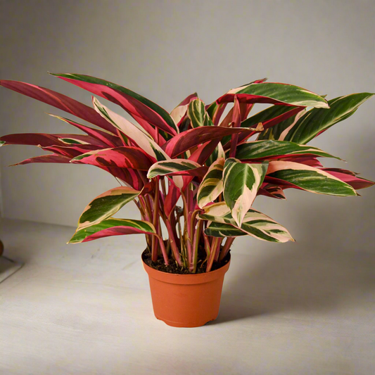 Stromanthe Triostar