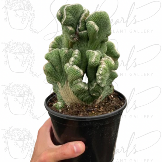 Succulent Cereus Coral Green - 6" Nursery Pot