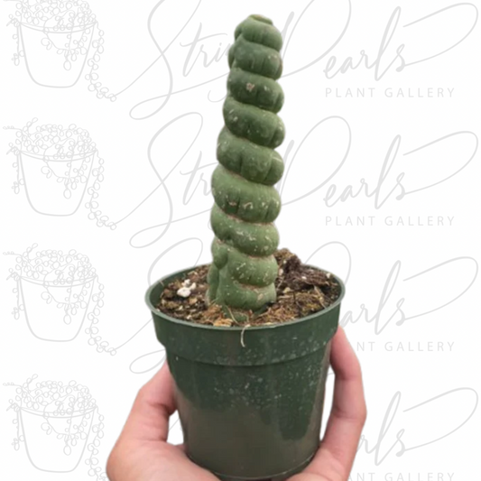 Succulent Unicorn Cactus - 4" Nursery Pot